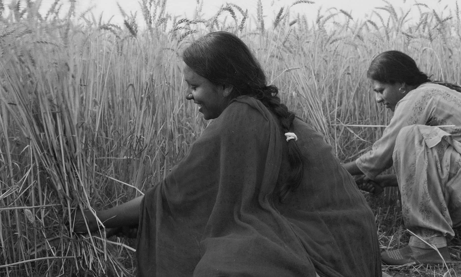 Imagen de birds-in-the-dark