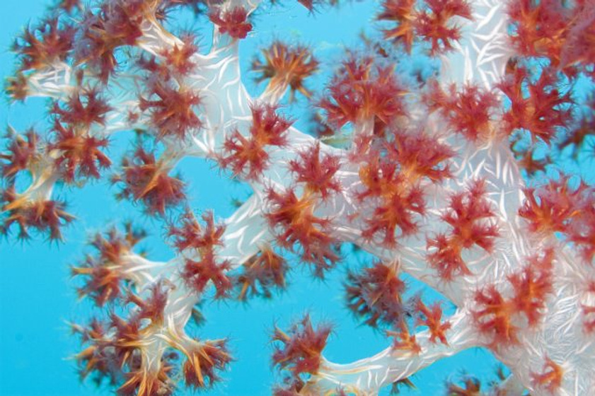 Imagen de Under the Sea 3D