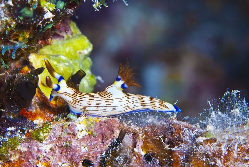 Imagen de Las Maravillas del Mar