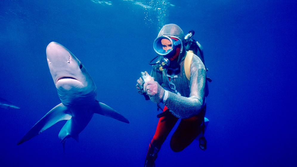 Imagen de Jugando con Tiburones