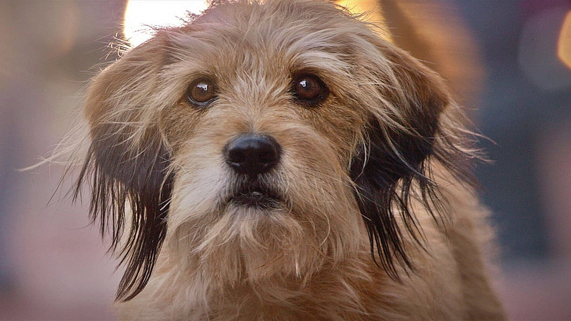 Imagen de Benji