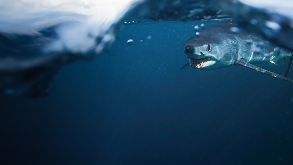 Imagen de Shark vs. Tuna