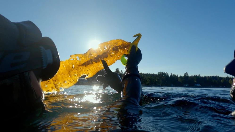 Imagen de send-kelp