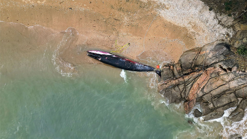 Imagen de Whales and I