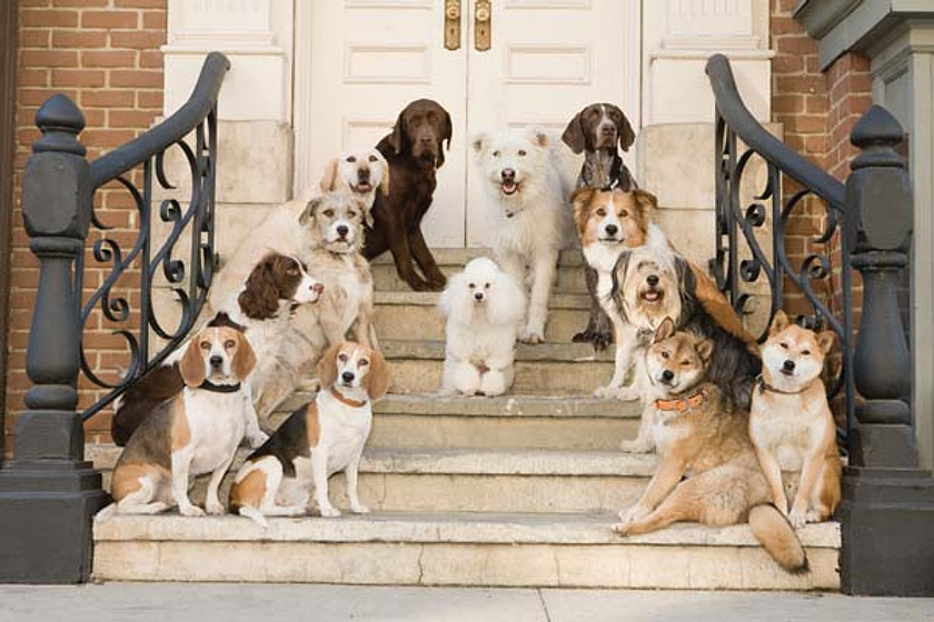 Imagen de Hotel para Perros