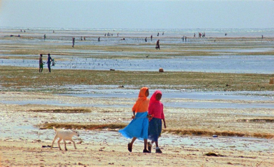 Imagen de Samsara