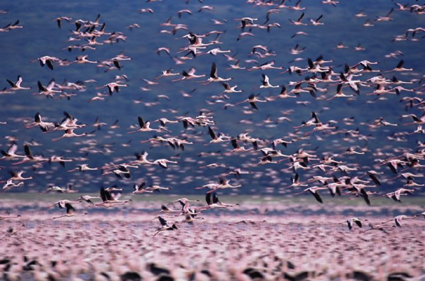 Imagen de The Crimson Wing: Mystery of the Flamingos
