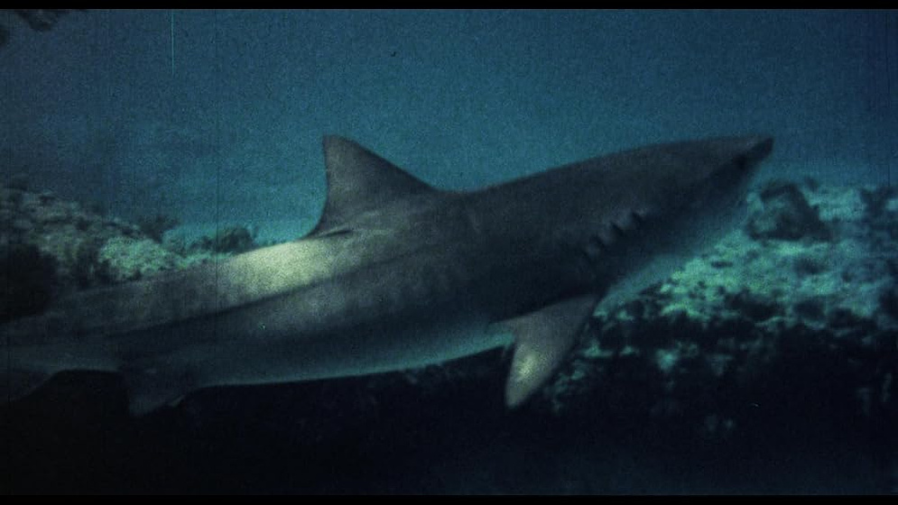 Imagen de mako-el-tiburon-de-la-muerte