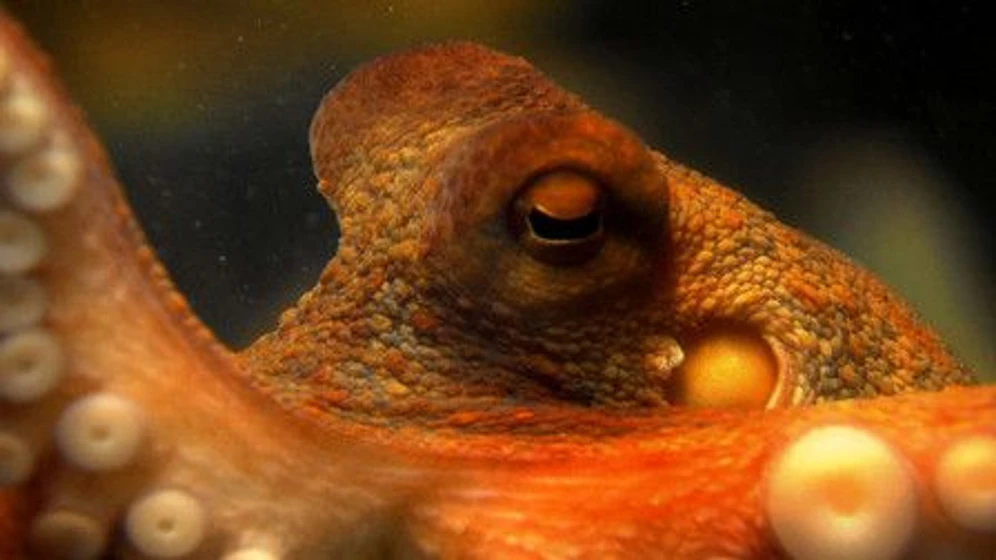 Imagen de the-life-and-times-of-paul-the-psychic-octopus