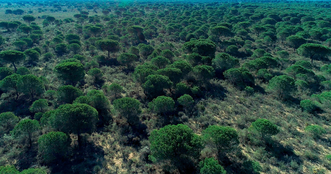 Imagen de Doñana. Donde el Agua es Sagrada