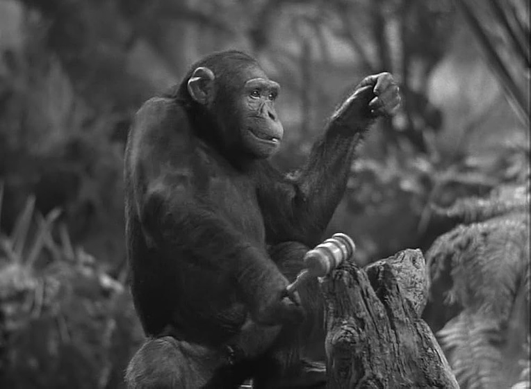 Imagen de tarzan-en-nueva-york