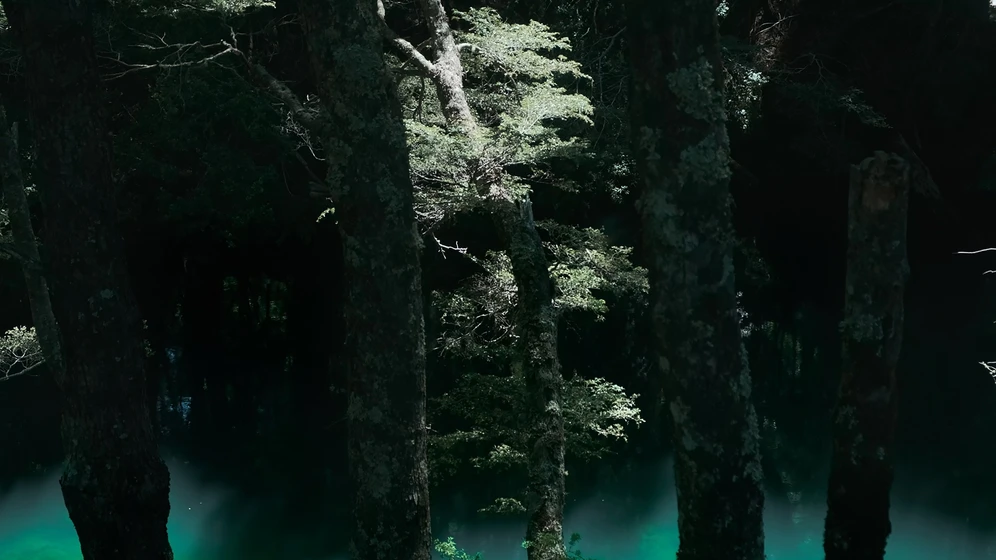 Imagen de bosque-arriba-en-la-montana