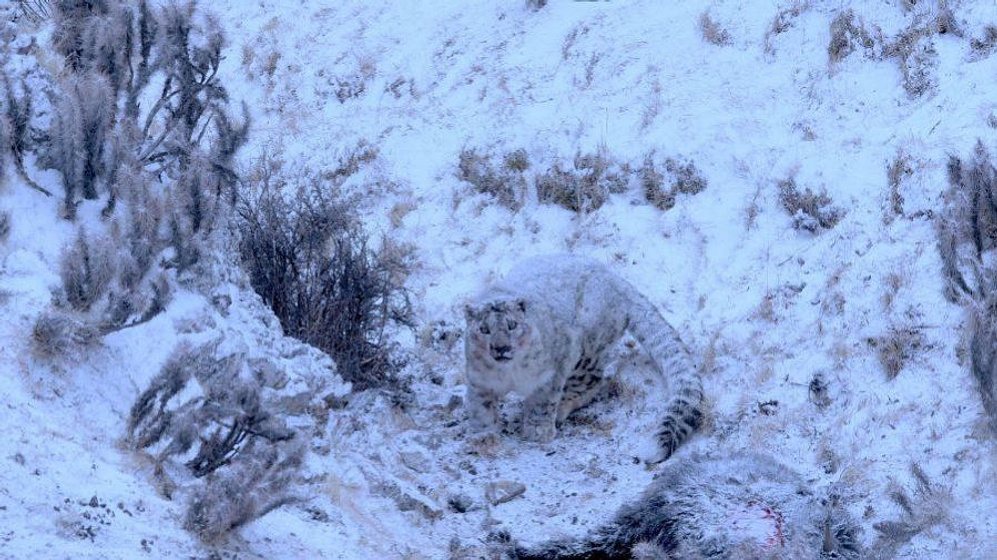 Imagen de La Pantera de las Nieves
