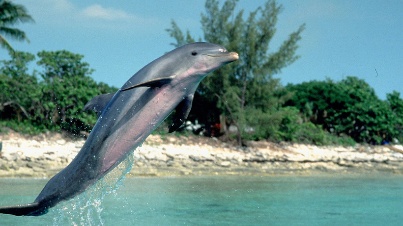 Imagen de Flipper