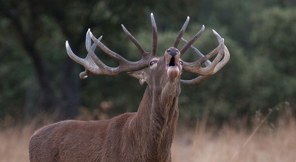 Imagen de Dehesa, el Bosque del lince ibérico