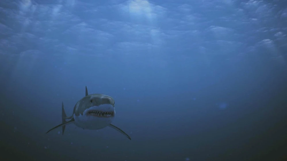 Imagen de shark-babes