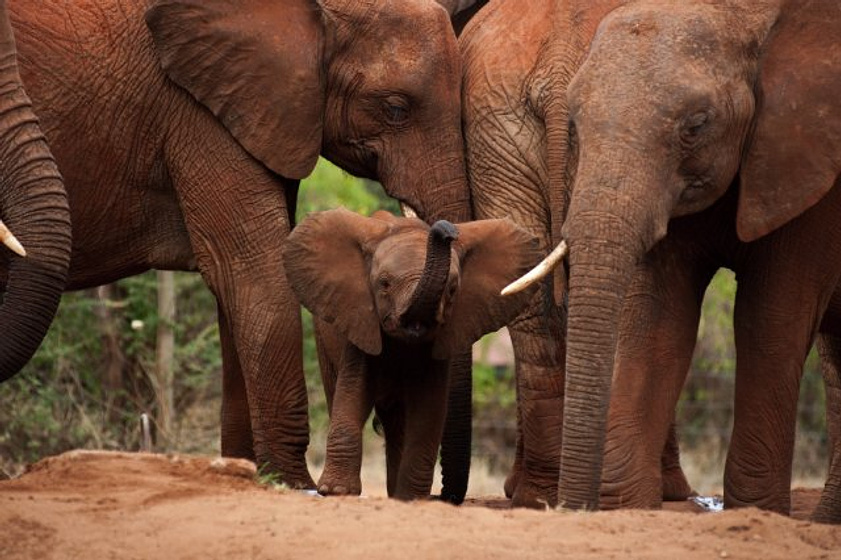 Imagen de Born to Be Wild
