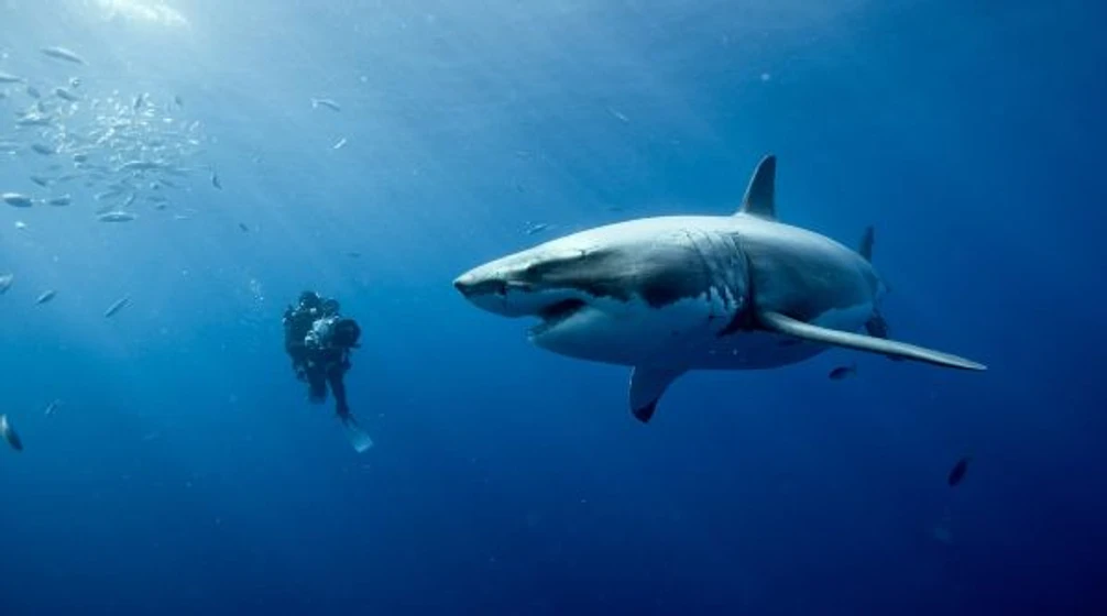 Imagen de oceanos