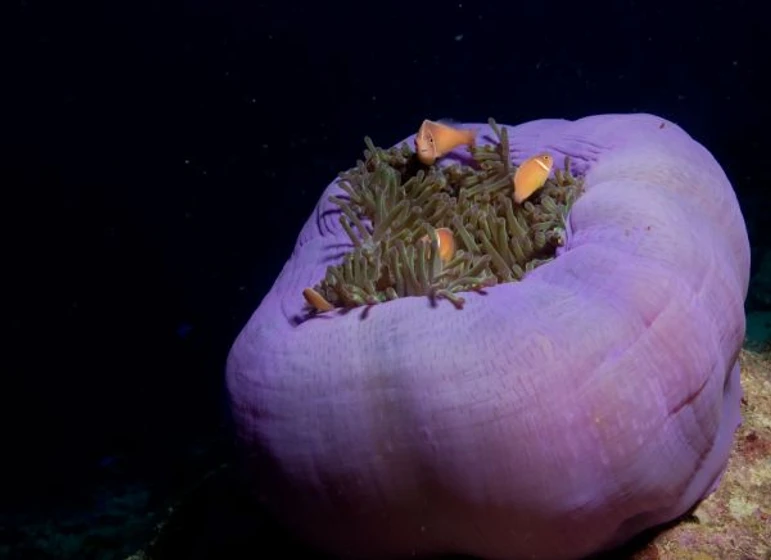 Imagen de oceanworld-3d