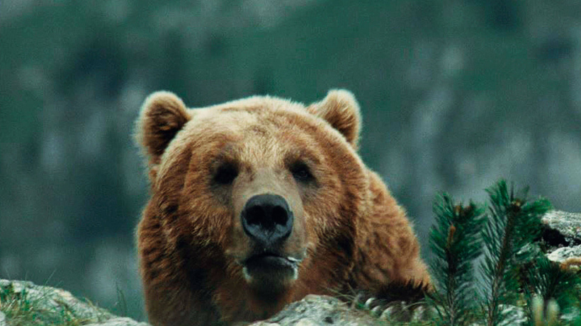 Imagen de El Oso
