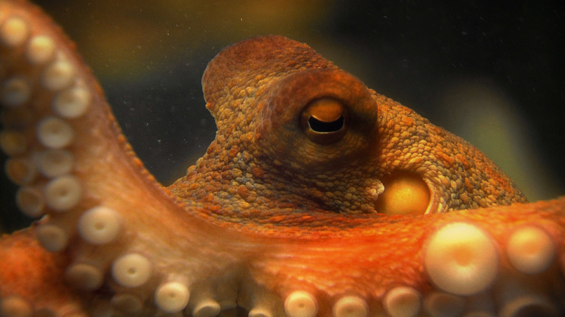 Imagen de The Life and Times of Paul the Psychic Octopus