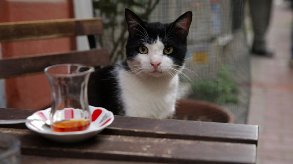 Imagen de Kedi (Gatos de Estambul)