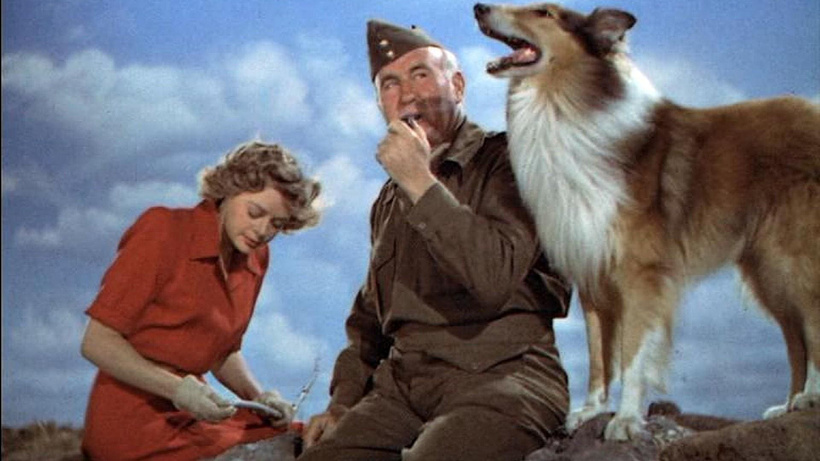 Imagen de El Cachorro de Lassie