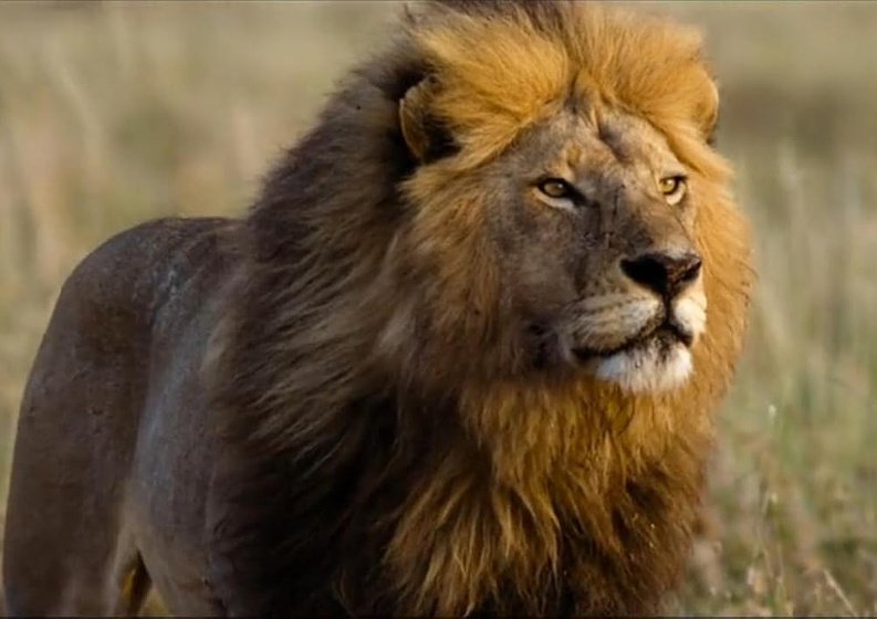 Imagen de Kalahari