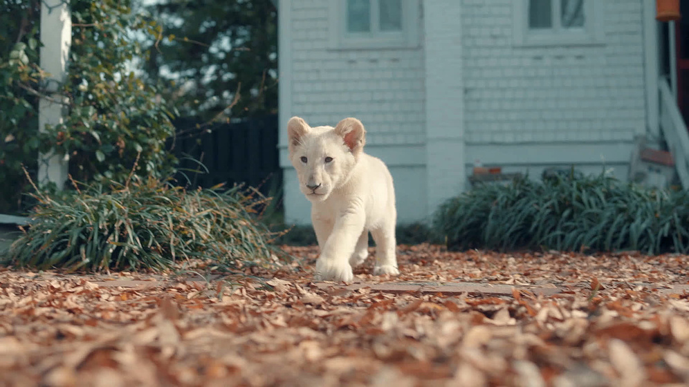 Imagen de Mi Pequeño León Blanco