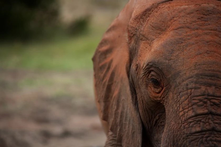 Imagen de born-to-be-wild