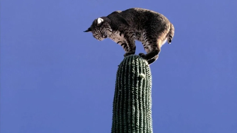 Imagen de el-desierto-viviente