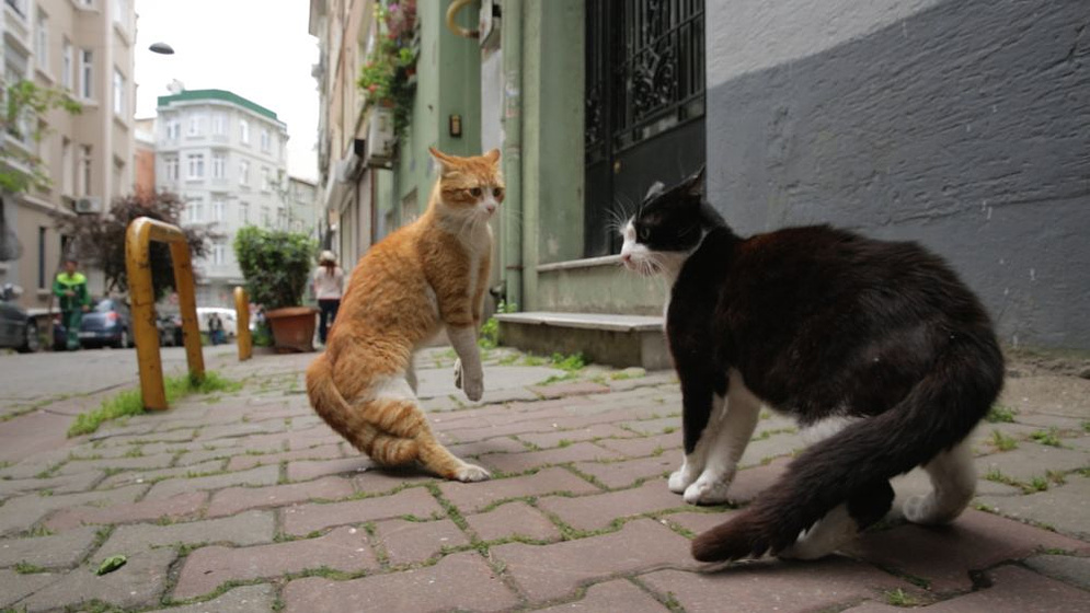 still of movie Kedi (Gatos de Estambul)