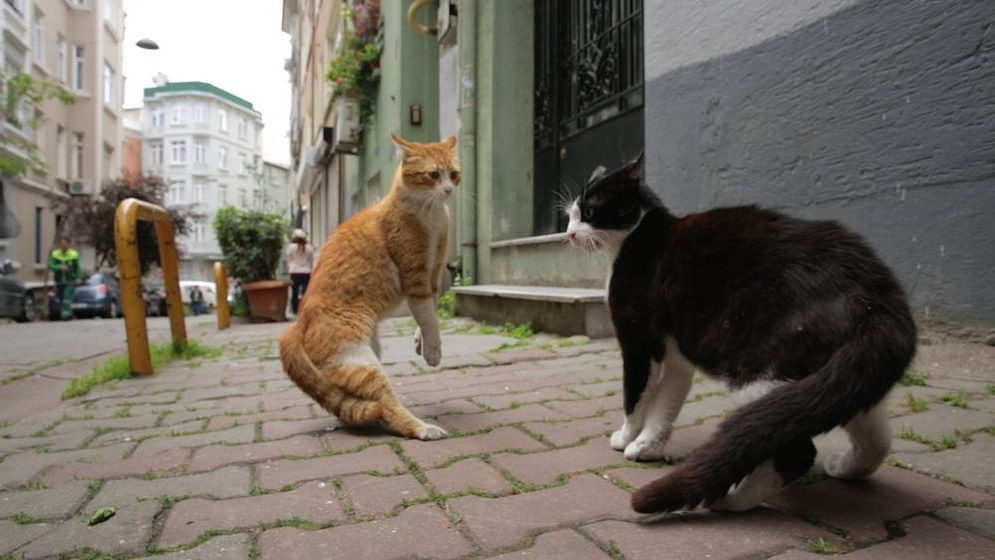 Imagen de Kedi (Gatos de Estambul)