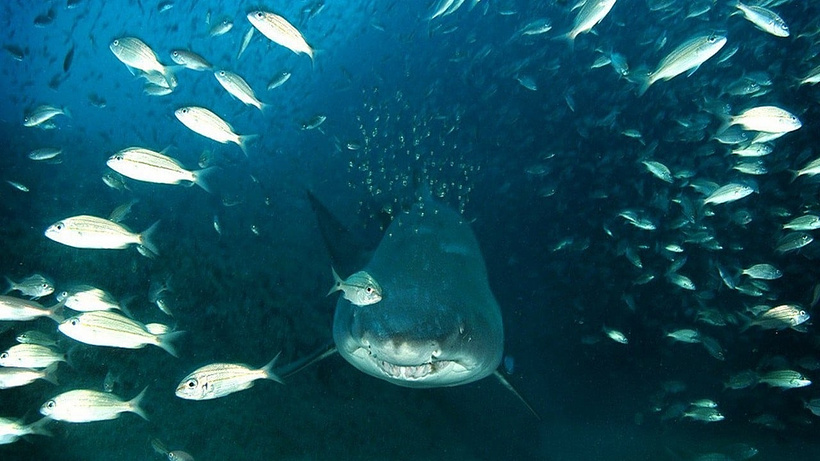 Imagen de Deep Sea