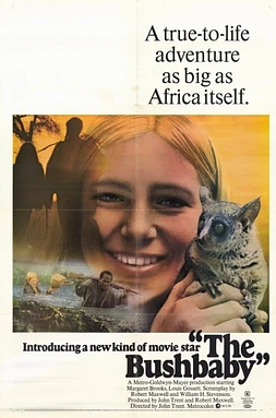 poster of movie Komba