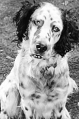 picture of actor Banjo