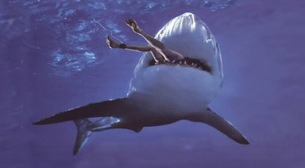 Imagen de Tiburones en Malibú