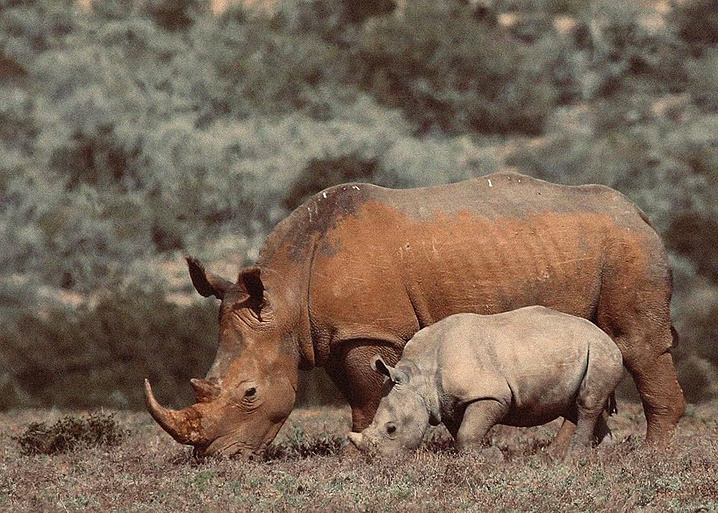 Imagen de The Last Ranger