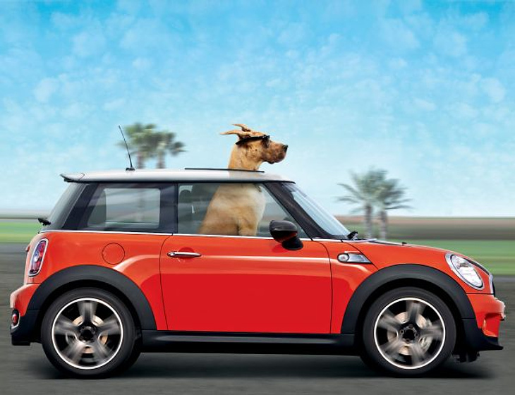 Imagen de Marmaduke