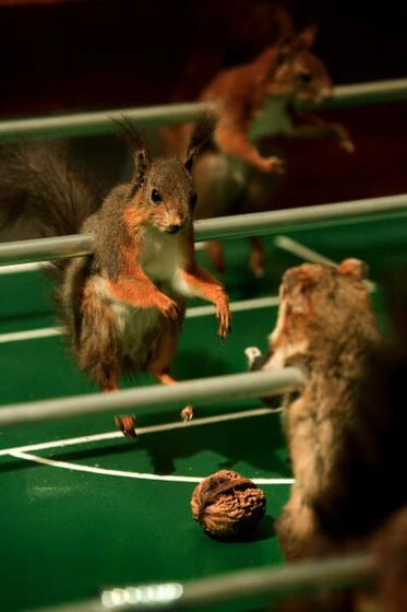 Imagen de taxidermia