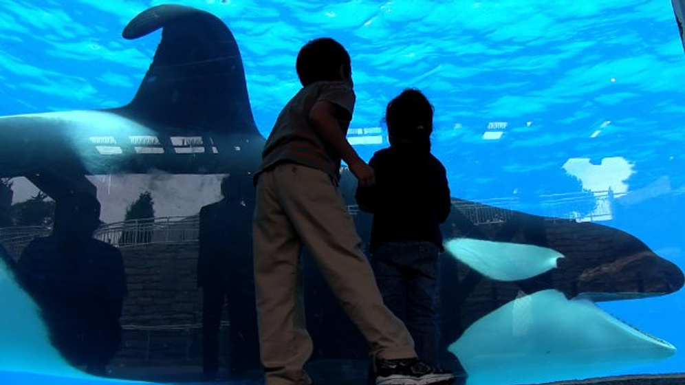 Imagen de Blackfish
