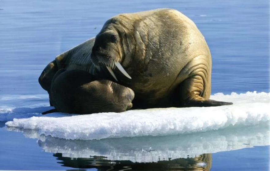 Imagen de oceanos