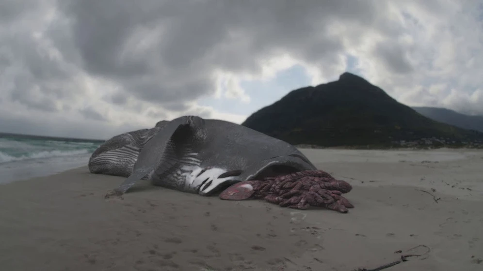 Imagen de megalodon-the-monster-shark-lives