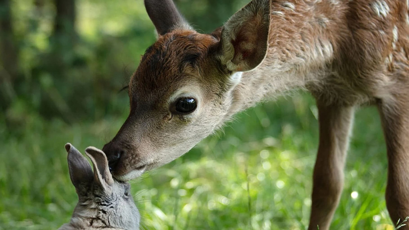 Imagen de Bambi, una Vida en el Bosque