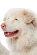 Foto de Hima