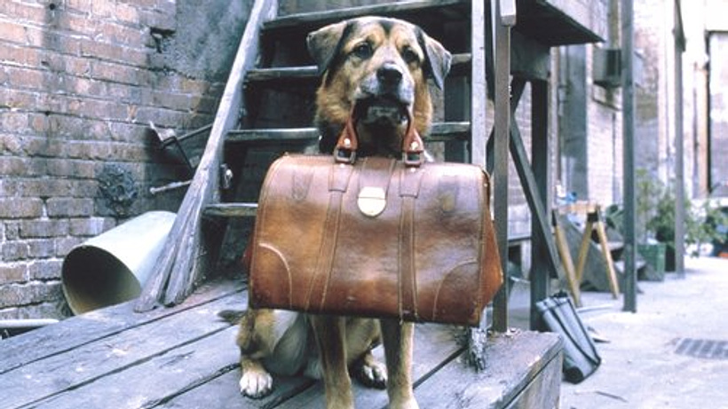Imagen de Mas Perros que Huesos