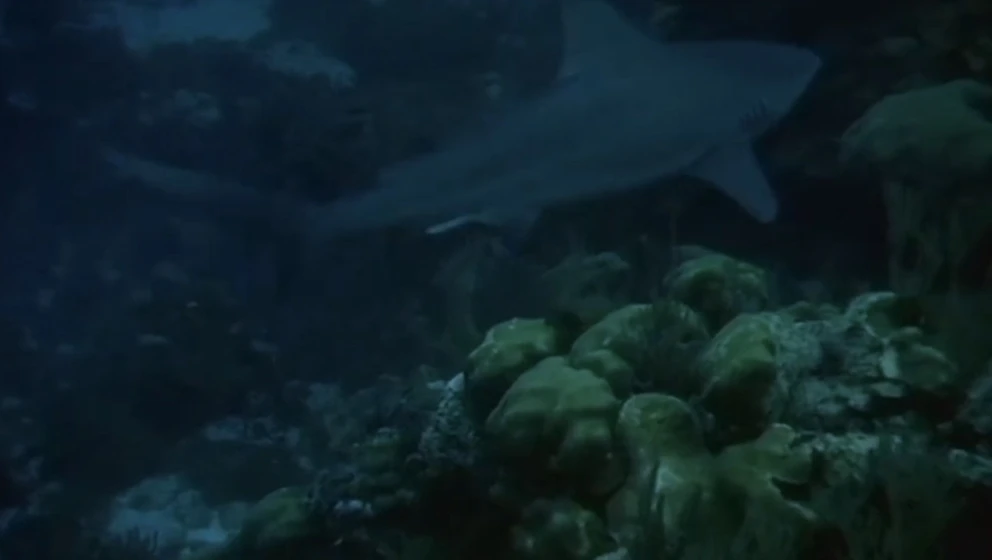 Imagen de el-cazador-de-tiburones