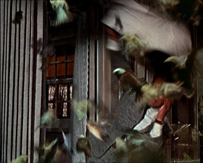 Imagen de los-pajaros