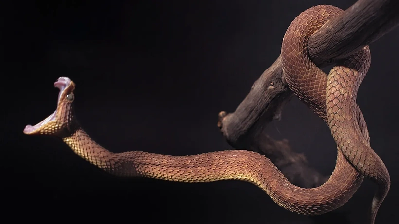 Imagen de Monsters of God