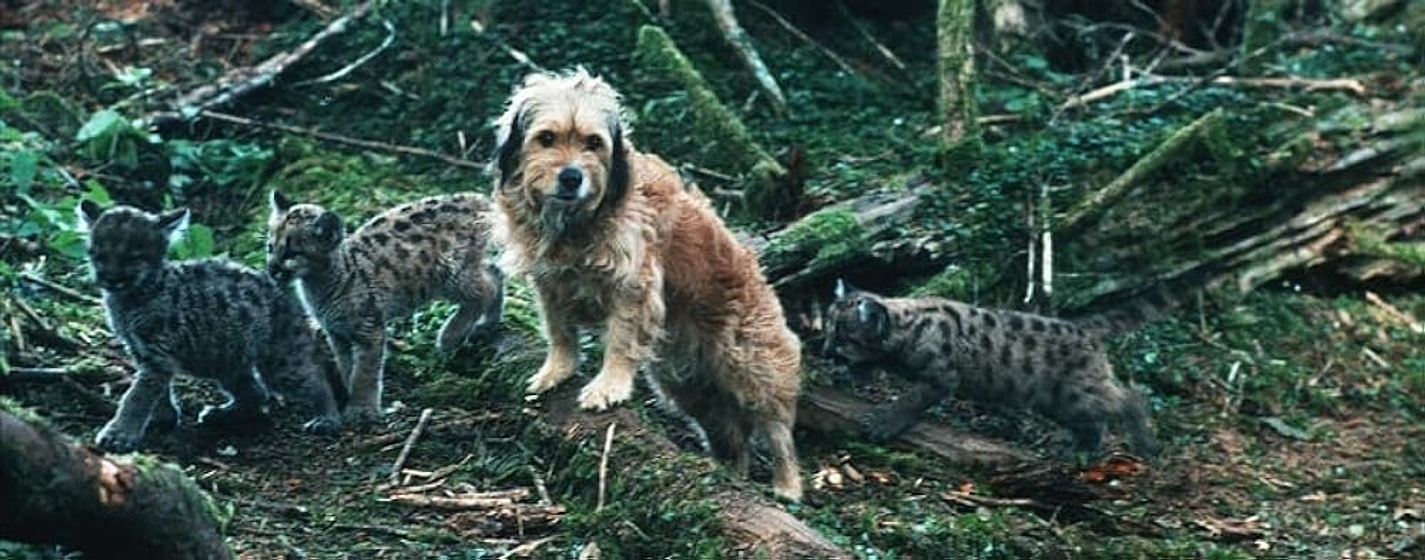 Imagen de cuatro-cachorros-para-salvar